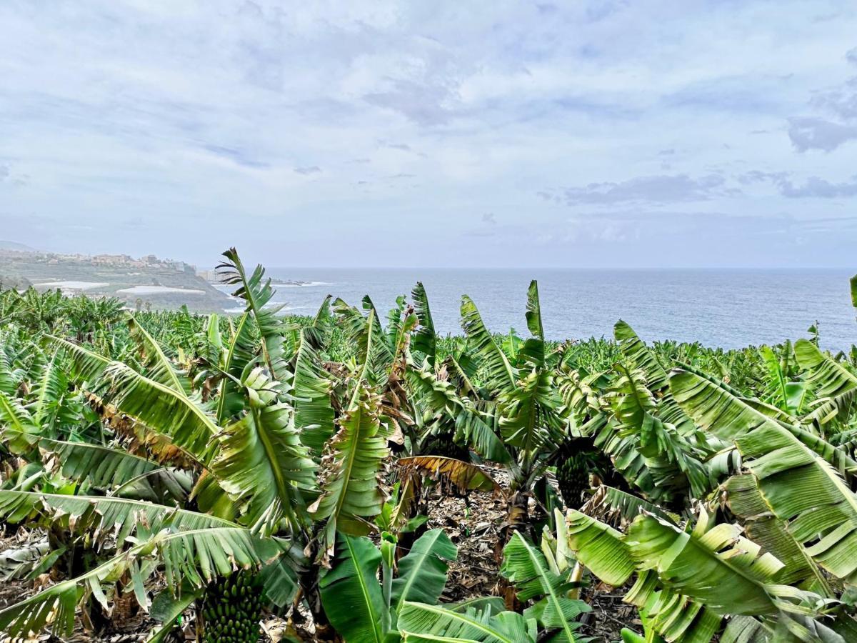 Banana Paradise La Orotava Εξωτερικό φωτογραφία